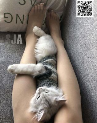 柑橘味香气动漫